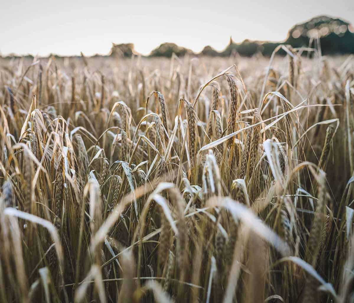 Harvest Festival UK A Comprehensive Guide Icy Europe