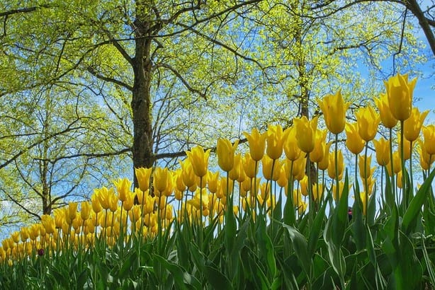 tulip fields netherlands