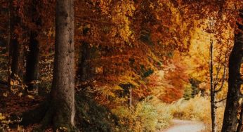 Black Forest Germany: 6 Best Places to Explore and Enjoy