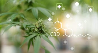 Is CBD Flower Legal in the UK?