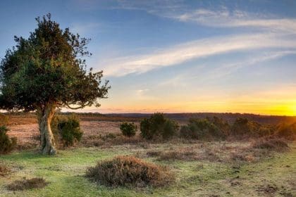 New Forest National Park