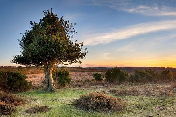 New Forest National Park