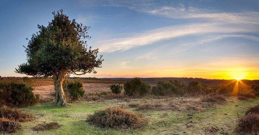 New Forest National Park