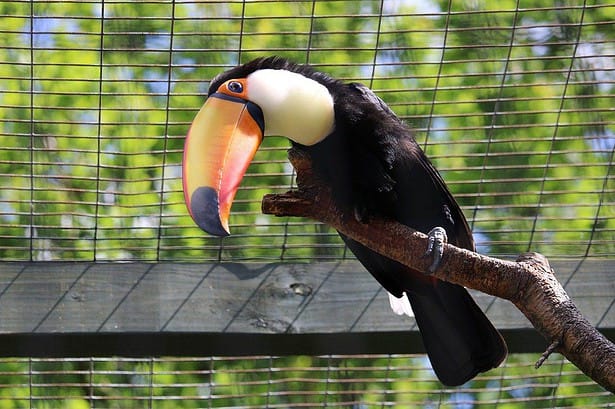 sanctuary zoo