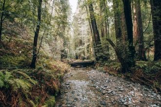 Forests in Wales