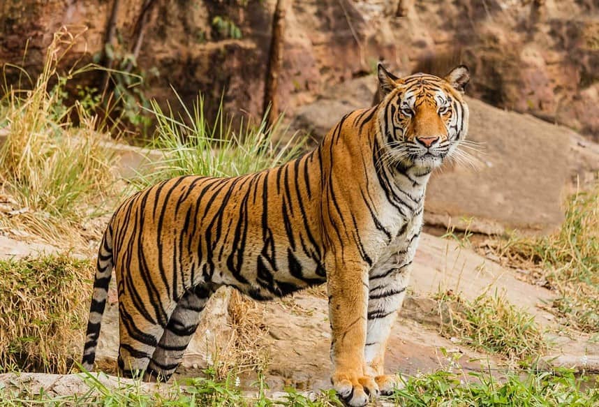 zoo in Amsterdam