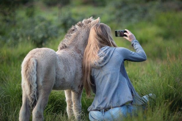 Dorset Heavy Horse Farm in the UK.