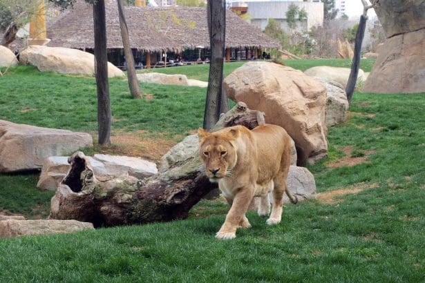 Zoo in Edinburgh