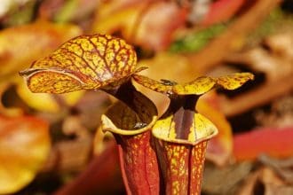 How to Care for Carnivorous Plants