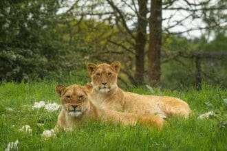 Zoo In Luton- Lionesses Waka and Winta at Whipsnade Zoo