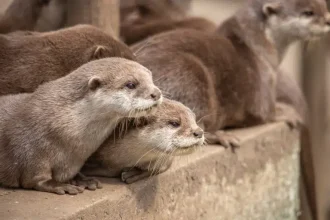 zoo in cornwall