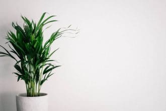 how to care for a lipstick plant