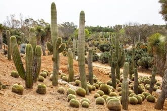 how to take care of a cactus