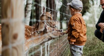 Your Guide to the Best Zoo in Newquay and Nearby Tourist Places