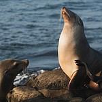Where To See Seals In Norfolk