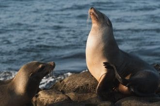 Where To See Seals In Norfolk