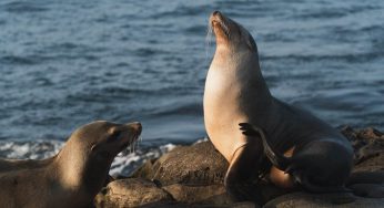 Where To See Seals In Norfolk: 5 Tips To Know