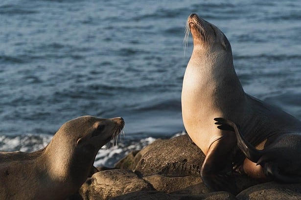 Where To See Seals In Norfolk