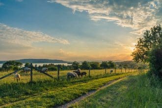 lake constance sheep pasture sheep blue 158179