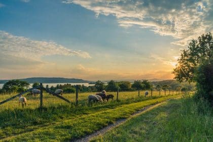 lake constance sheep pasture sheep blue 158179