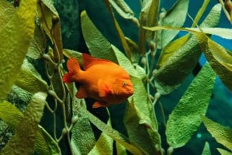 Famous Aquarium in Lisbon