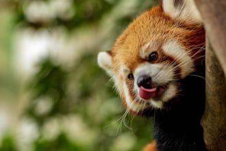 famous zoo in Kent