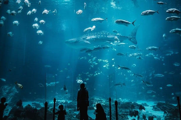 Aquarium