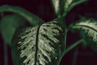 how to care for a dieffenbachia plant