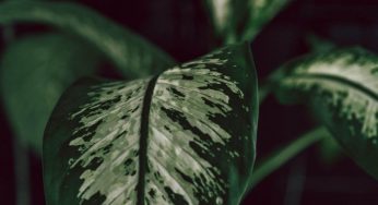 How to Care for a Dieffenbachia Plant- 5 Efficient Tips You Need!