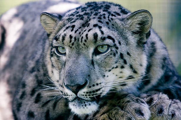 zoo in Wales