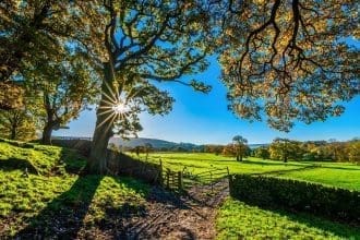 Farm in London