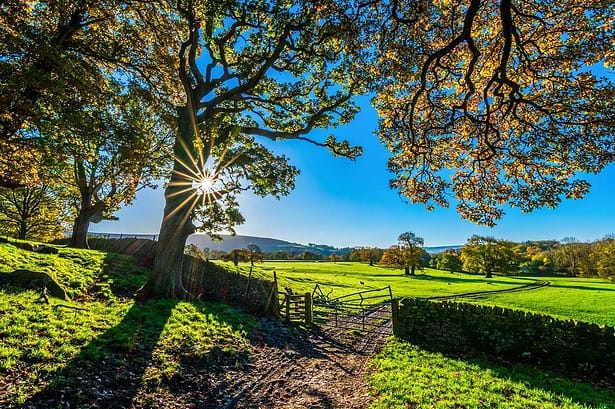 Farm in London