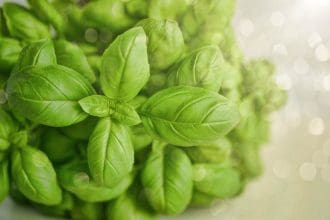 How To Take Care Of Basil Plant