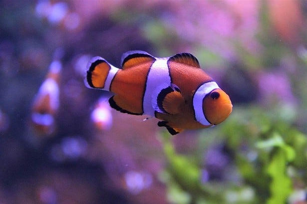 aquarium in hull
