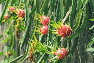 How to care for dragon fruit plant