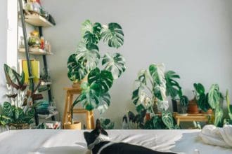 how to care for a goldfish plant