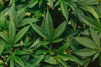 how to take care of wed plants