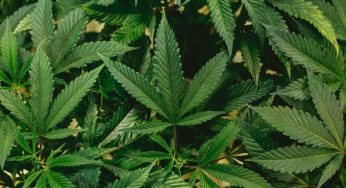 How to Take Care of Weed Plants: 4 Easy Steps