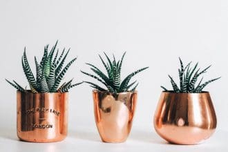 How to care for a zebra plant