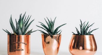 How to Care For A Zebra Plant – 9 Pro Tips You Need!