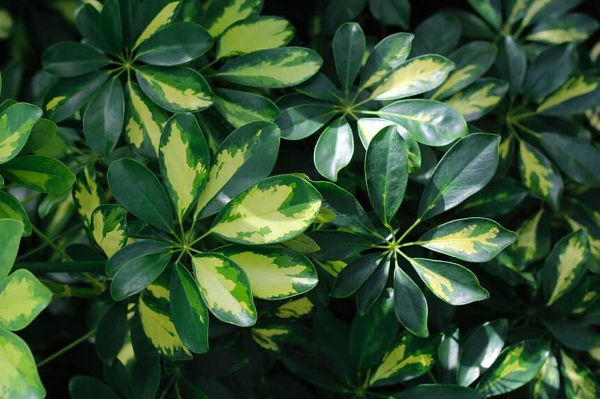 How To Care For A Schefflera Plant