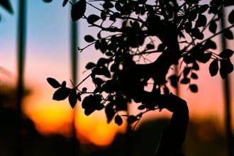 how to take care of a bonsai plant