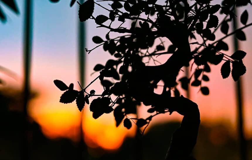 how to take care of a bonsai plant
