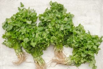 Cilantro Plant