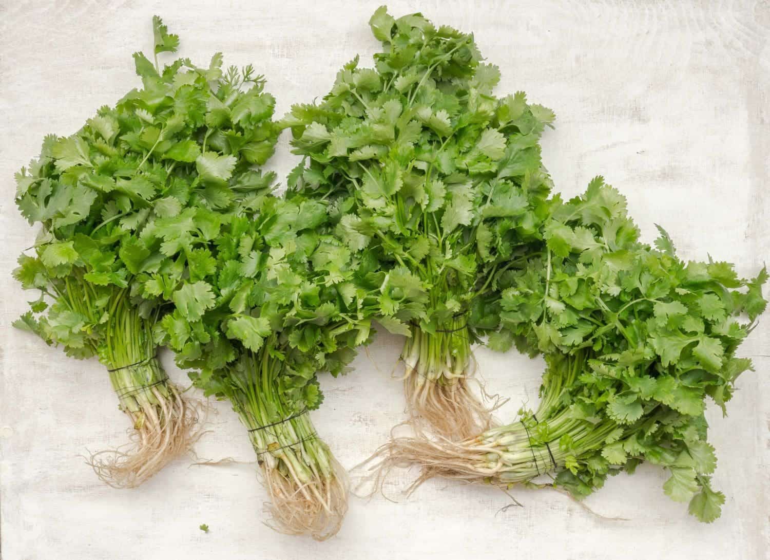 Cilantro Plant