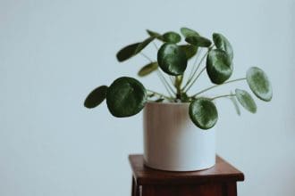 How to take care of a chinese money plant