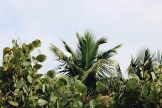 How to take care of tropical plants