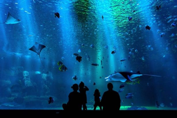 Famous aquarium in UK