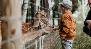 4 Famous Zoos in Lincolnshire To Explore