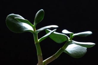 How to Propagate Money Plant